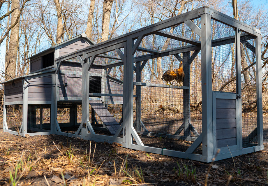 Chicken Coop Size for 10 Chickens: What Size Do You Need?