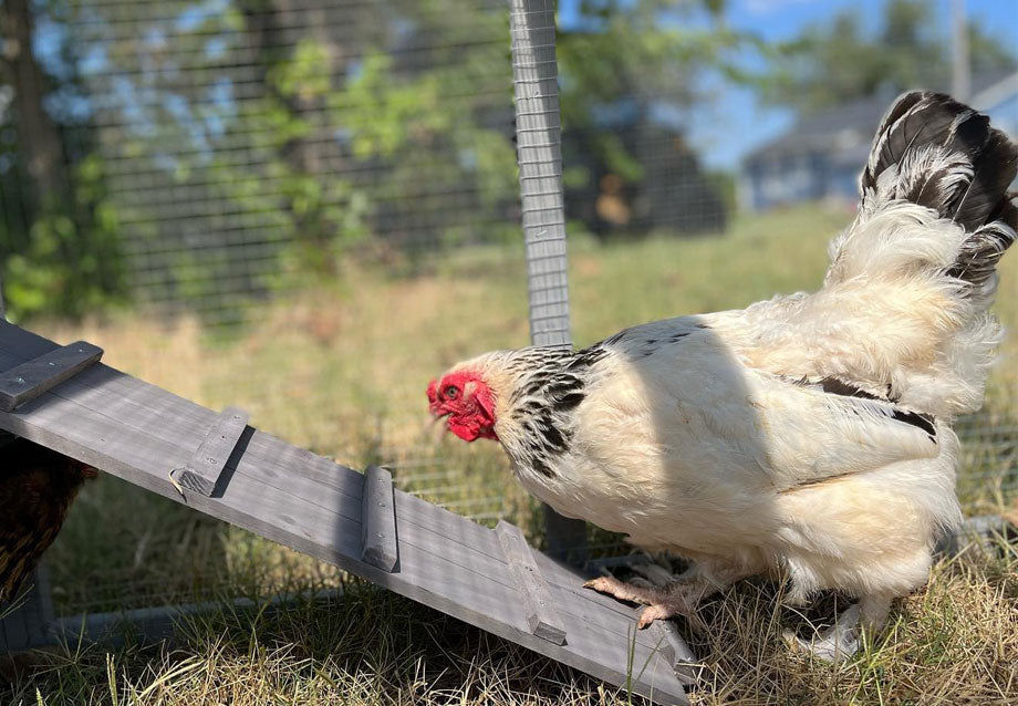 5 Best Chicken Coops——The Ultimate Buying Guide
