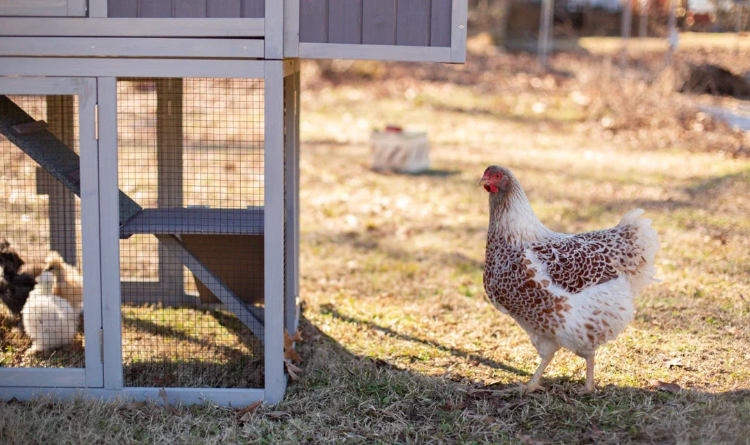 How to Keep Snakes & Rats Out of a Chicken Coop