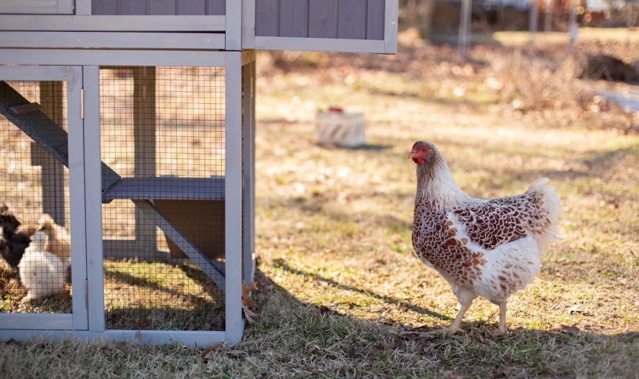 How to Keep Snakes & Rats Out of a Chicken Coop