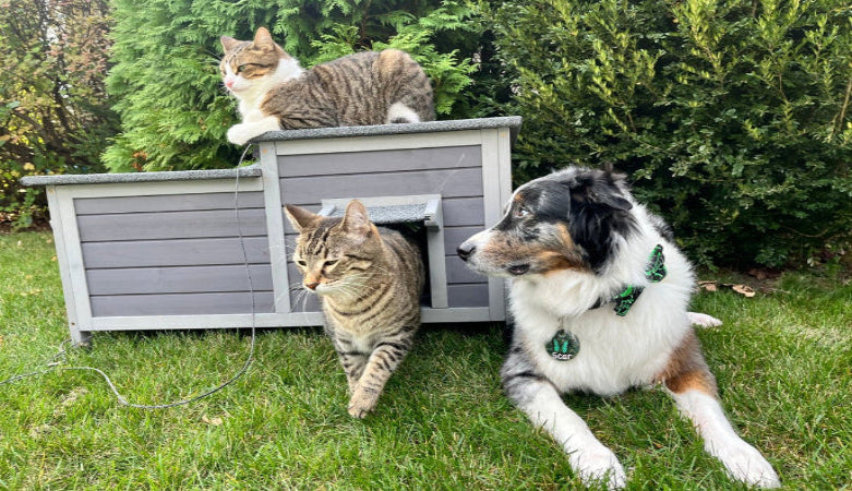 National Love Your Pet Day on February 20: Meaningful Ways to Celebrate