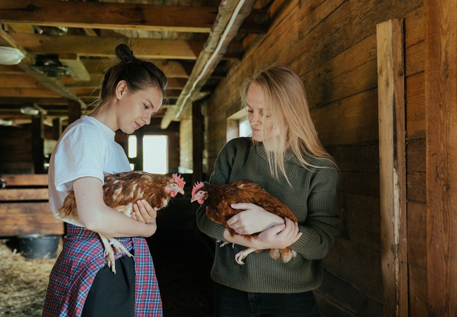 Can I Have Chickens in My Backyard