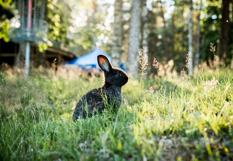 Can Rabbits Live Outside