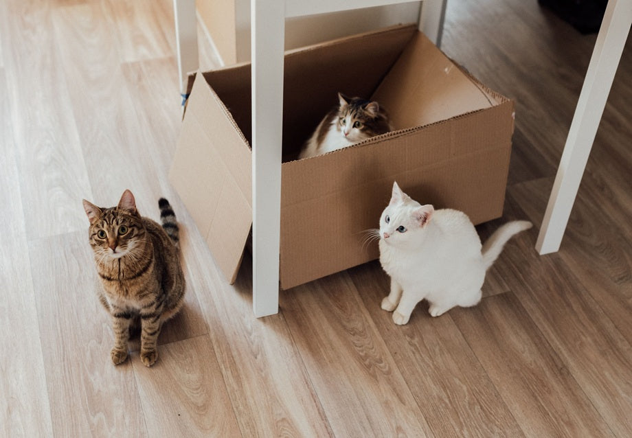 Cat Litter Box Enclosure Guide: Types, Sizes, and Buying Tips