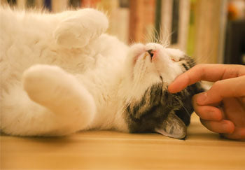 How To Stop A Cat From Biting？