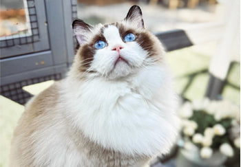 Can I Keep My Cat In A Cage?