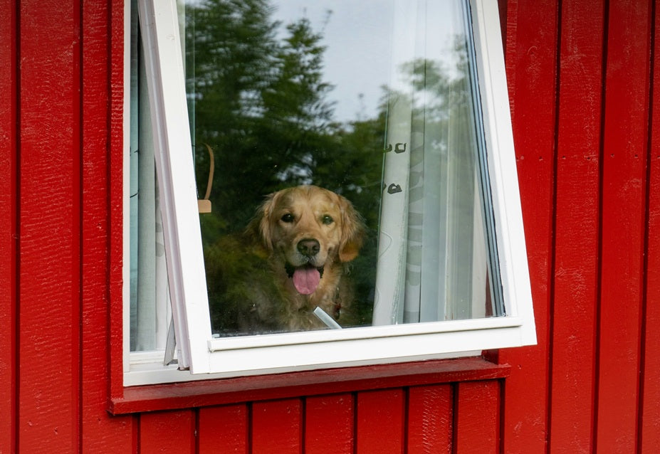 Dog Houses With Windows