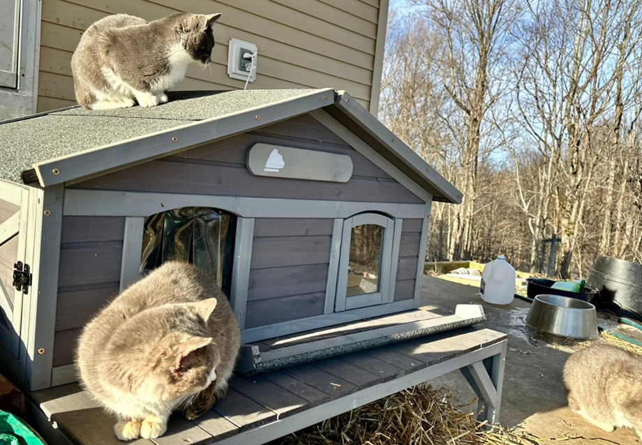 Heated Cat House Buying Guide