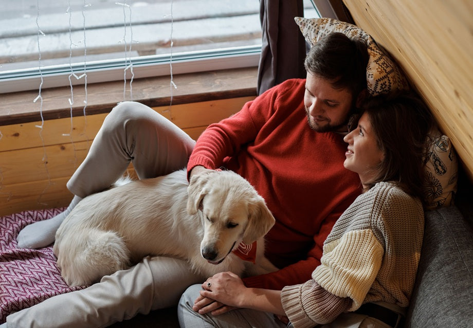 Heated Dog House Guide: Safety, Insulation, and How to Choose