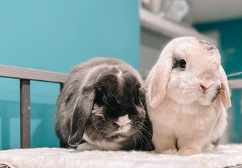 Indoor Rabbit Cage