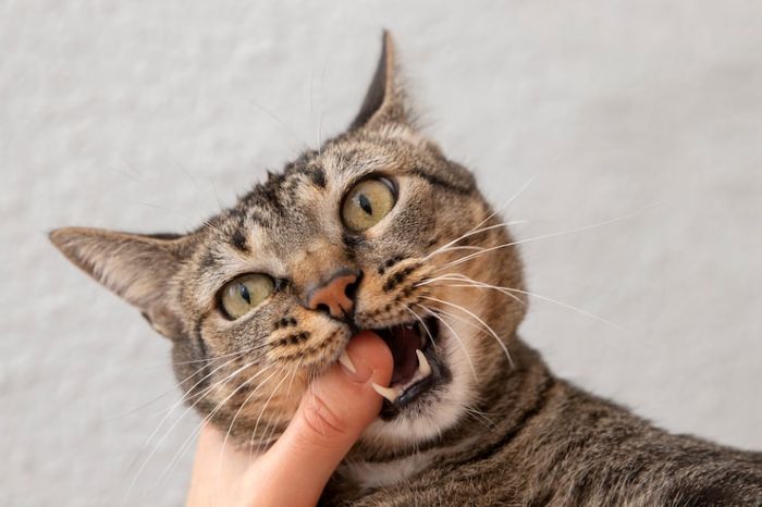 Why Does My Cat Bite Me