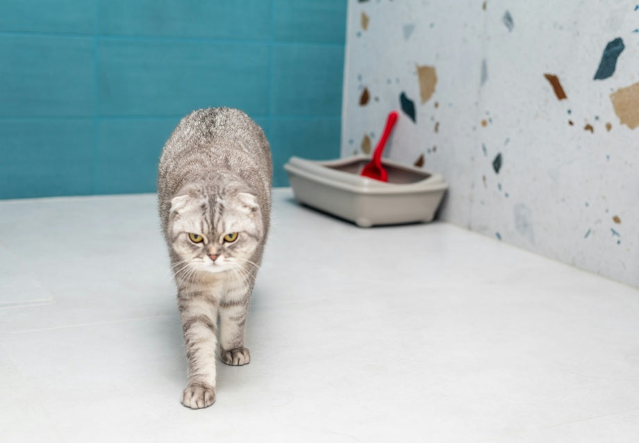 Why Is My Cat Not Using the Litter Box