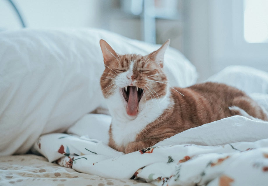 Why Is My Cat Sneezing