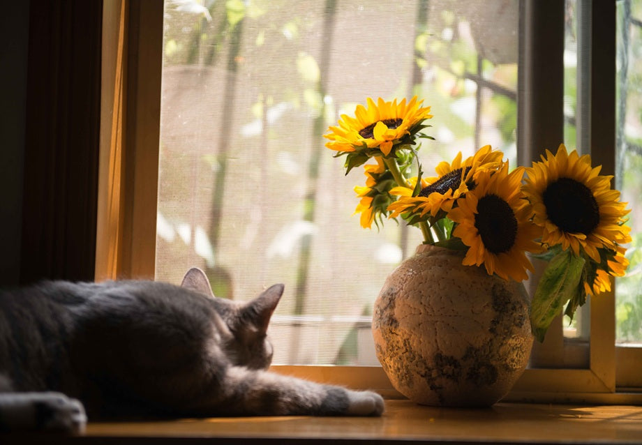 Window Catio Summer Guide: Fresh Air and Safe Outdoor Time for Indoor Cats